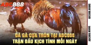 Đá Gà Cựa Tròn
